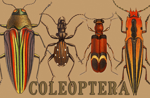Coleoptera 2" X 3" Magnet
