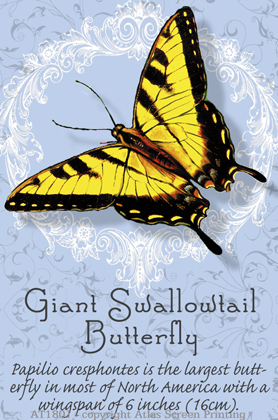 Tiger Swallowtail Butterfly 2" X 3" Magnet