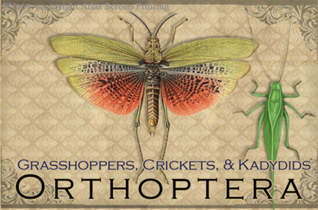Vintage Orthoptera 2" X 3" Magnet