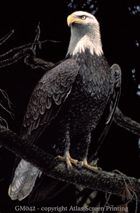 In All Her Glory - Bald Eagle 2" X 3" Magnet