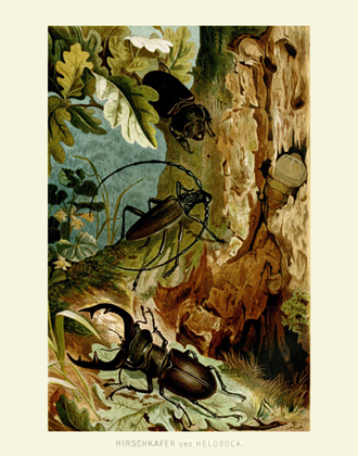 DITS Hirschkafer Stag Beetle Reproduction Print