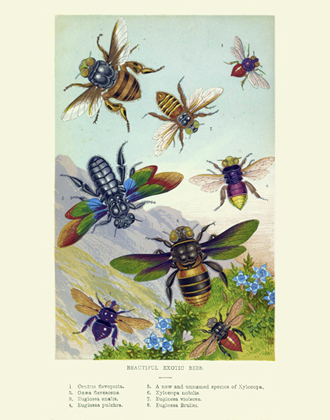 Curiosities - Beautiful Exotic Bees Reproduction Print