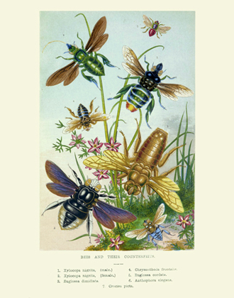 Curiosities Bees & Their Counterfeits Reproduction Print