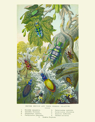 Curiosities British Beetles & Relatives Reproduction Print