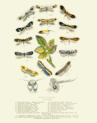 Curiosities Micro-Lepidoptera Reproduction Print
