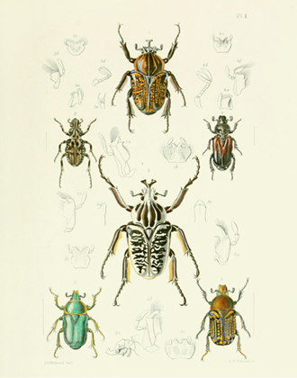 TOI PL 1 Scarab Beetles Reproduction Print