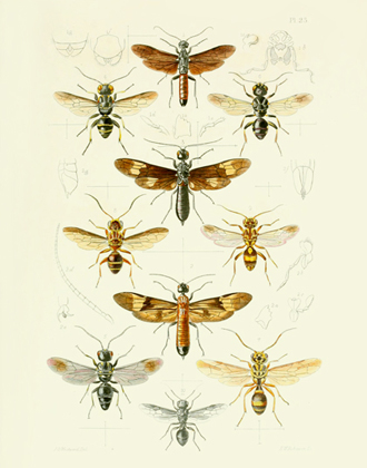 TOI PL 23 Ibaliid Wasps Reproduction Print