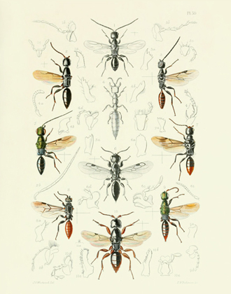 TOI PL 35 Thread-waisted Wasps Reproduction Print