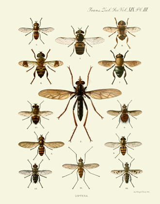 TZSL Vol XIX PL III Diptera Reproduction Print
