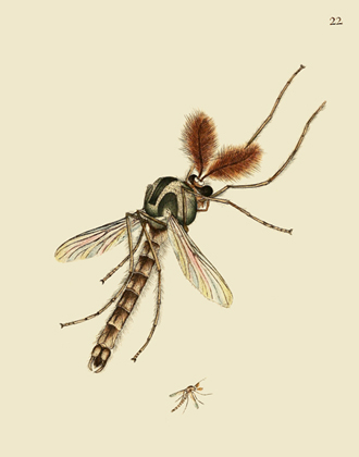NHBI Vol 1 PL 22 Diptera Reproduction Print