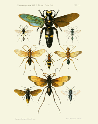 FOI Hymenoptera Vol 1 PL 1 Reproduction Print