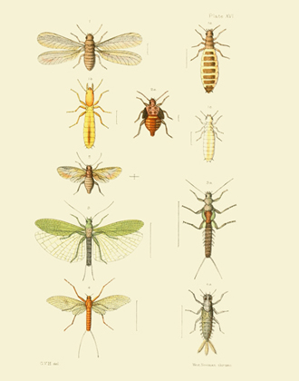 EMNZE PL XVI Orthoptera Reproduction Print