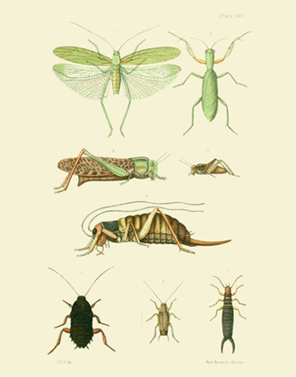 EMNZE PL XVII Orthoptera Reproduction Print