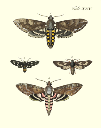 Drury's Tab: XXV Hawk Moths Reproduction Print
