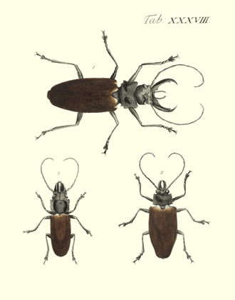 Drury's Tab: XXXVIII Timber Borer Beetles Reproduction Print