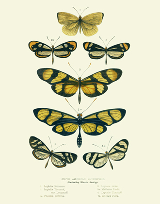 Curiosities - SA Butterflies Reproduction Print