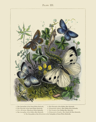 The Vivariam PL III Butterflies Reproduction Print