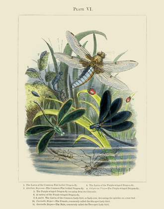The Vivariam PL VI Dragonflies & Ladybugs Reproduction Print