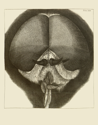 Micrographia: Schem XXIV Drone Fly Reproduction Print