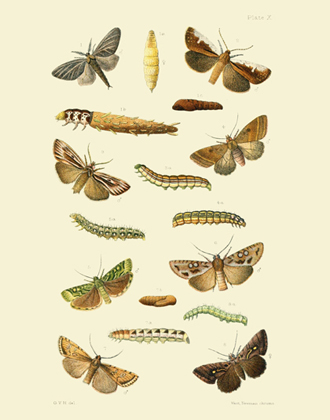 EMNZE PL X Moths Reproduction Print