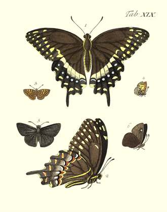 Drury's Tab: XIX Butterflies Reproduction Print