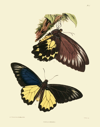 Lepidoptera Exotica PL I Papilio Miranda Reproduction Print