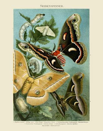 MKL Seidenspinner Moths Reproduction Print