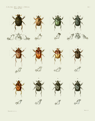 AKAW Taf I Beetles Reproduction Print