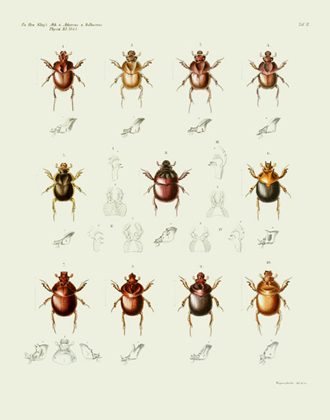 AKAW Taf II Beetles Reproduction Print