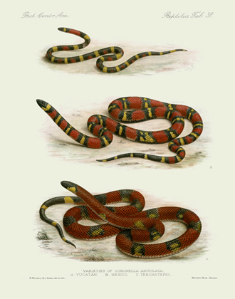 BCA Reptilia Tab 38 Milk Snakes Reproduction Print