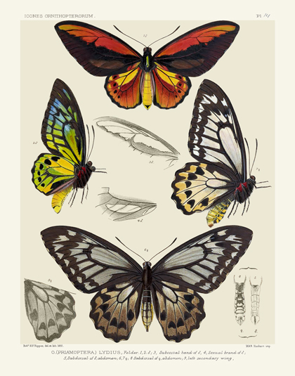 Icones PL 14 Bird-Wing Butterflies Reproduction Print