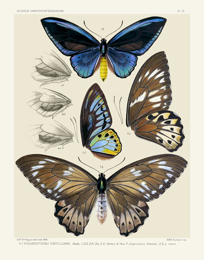 Icones PL 16 Bird-Wing Butterflies Reproduction Print