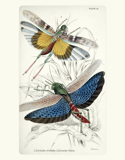 NL PL 16 Locusts Reproduction Prints