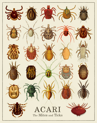 Acari - the Mites and Ticks Print