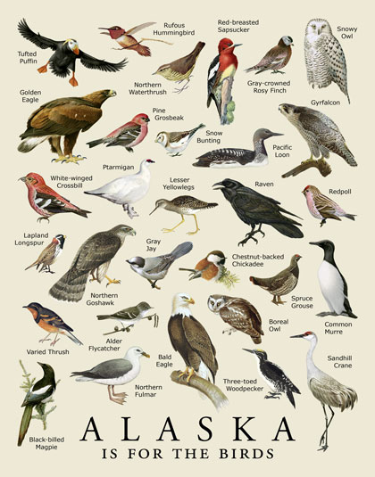 Alaska Is For The Birds Print