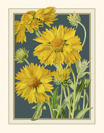 Gallardi - Blanket Flowers Print