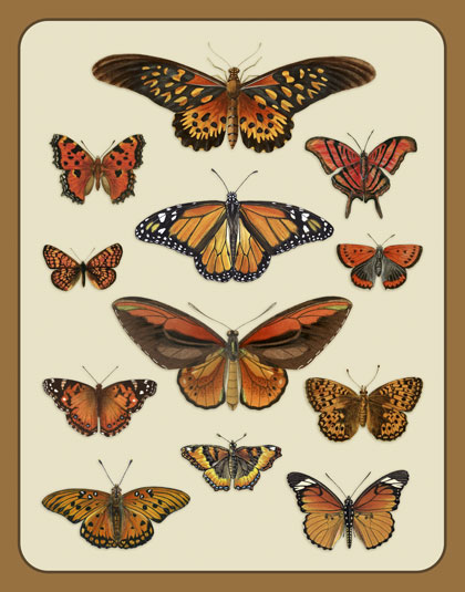 Orange Butterflies Print