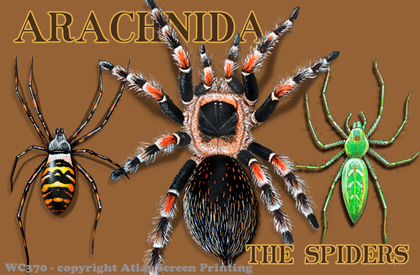 Arachnida 2" X 3" Magnet