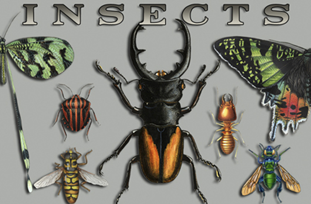Insects Etc 2" X 3" Magnet