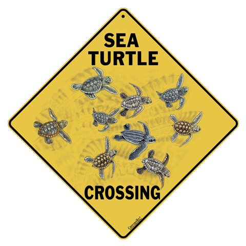 Sea Turtle Babies Crossing - DC