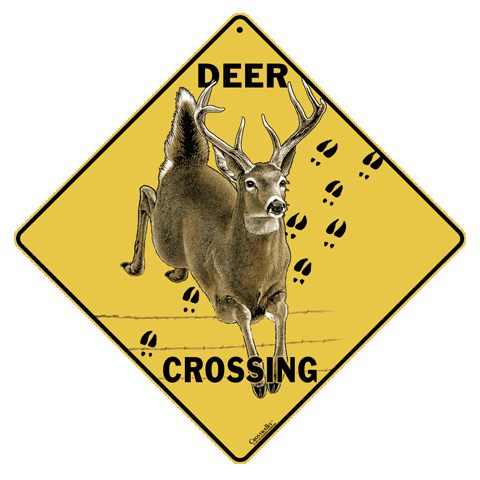 Deer Crossing 