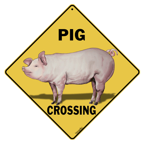 Pig Crossing