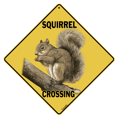 Squirrel Crossing