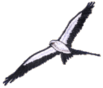 Swallowtail Kite Embroidered Cap