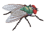 Red-Eyed Fly Embroidered Cap