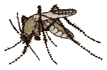 Mosquito Embroidered Cap