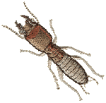 Isoptera - Termite Embroidered Cap