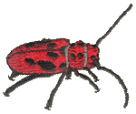 Red Milkweed Beetle Embroidered Cap