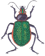 Carabid Beetle Embroidered Cap
