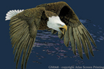 Bald Eagle in Flight 2" X 3" Magnet